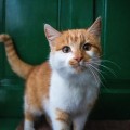 Enhance Your Home with Kitchen Cabinets and Pet Doors in Salt Lake County