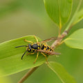 Defending Your Floors: Wasp Control's Impact On Hardwood Flooring In Calgary