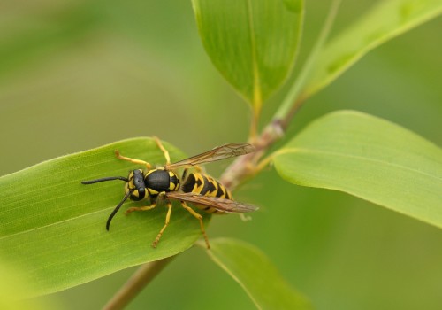 Defending Your Floors: Wasp Control's Impact On Hardwood Flooring In Calgary